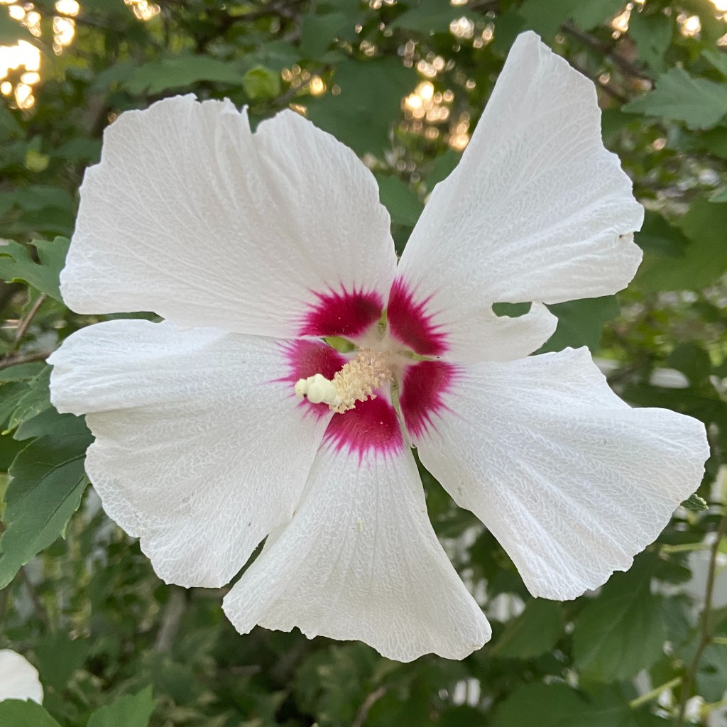 Rose of Sharon